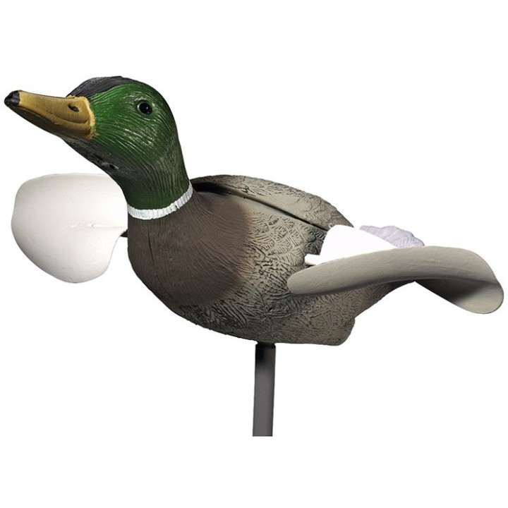 Appelant colvert mâle à ailes tournantes au vent