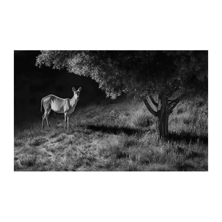 Piège photo Reolink G450 - camo + panneau solaire