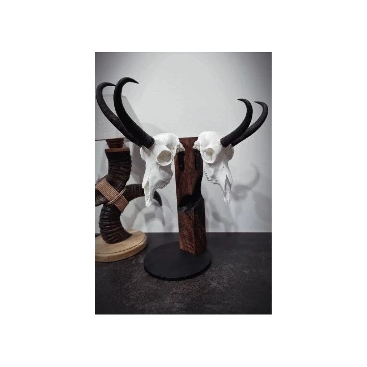 Support trophée piédestal en noyer pour 3 brocards/chamois